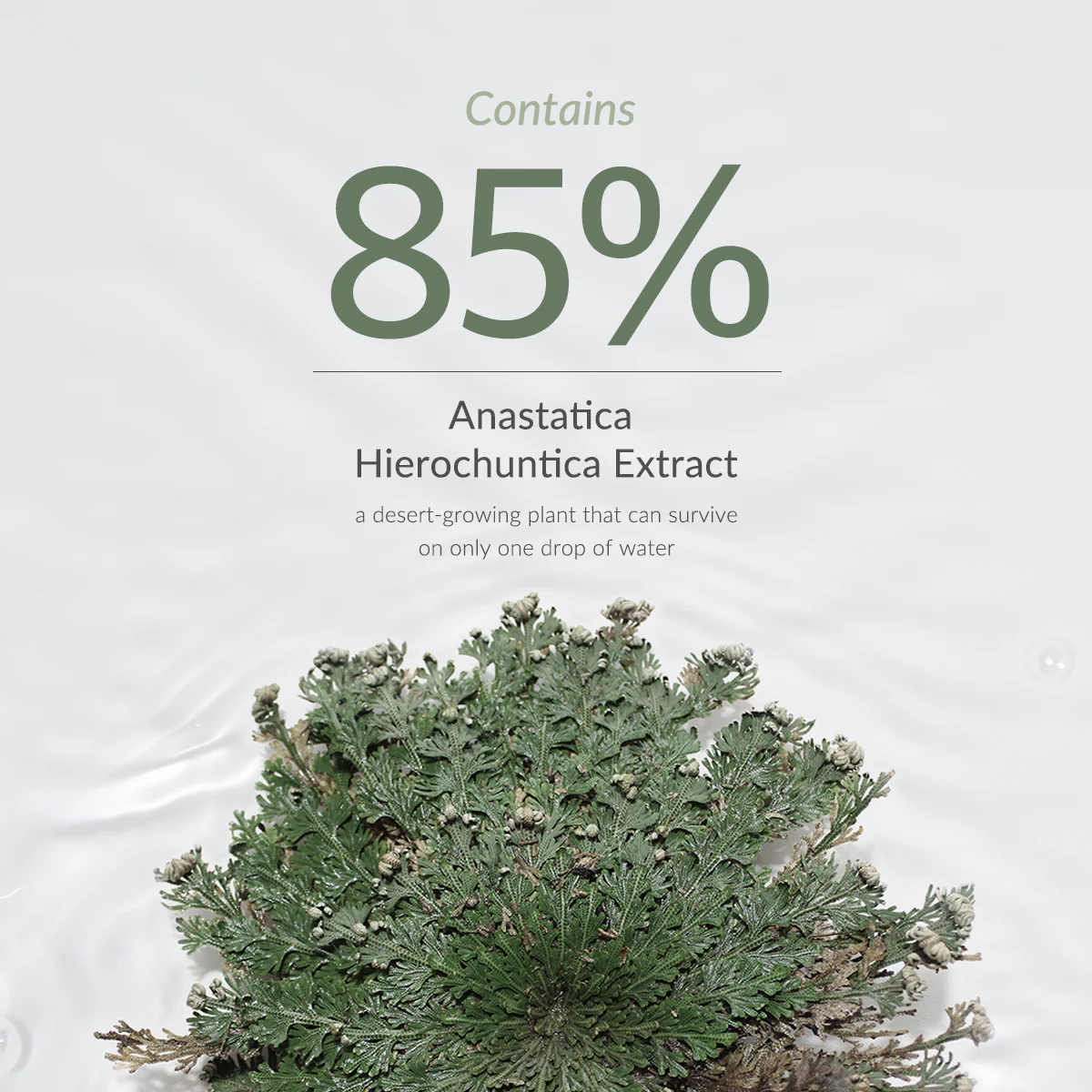 Anastatica Skin Conditioning Toner - Image 10